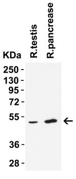 TMPRSS2 Antibody in Western Blot (WB)