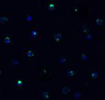 TMPRSS2 Antibody in Immunocytochemistry (ICC/IF)