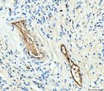 HBA1/HBA2 Antibody in Immunohistochemistry (Paraffin) (IHC (P))