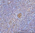 HBA1/HBA2 Antibody in Immunohistochemistry (Paraffin) (IHC (P))