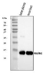 HBA1/HBA2 Antibody in Western Blot (WB)