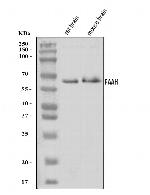 FAAH Antibody in Western Blot (WB)