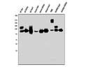 NNT Antibody in Western Blot (WB)