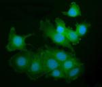 PAK2 Antibody in Immunocytochemistry (ICC/IF)