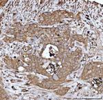 HBEGF Antibody in Immunohistochemistry (Paraffin) (IHC (P))