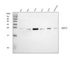 HBEGF Antibody in Western Blot (WB)
