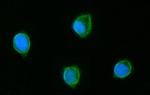 GluD1/GluD2 Antibody in Immunocytochemistry (ICC/IF)