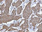 GluD1/GluD2 Antibody in Immunohistochemistry (Paraffin) (IHC (P))