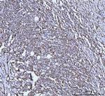 GluD1/GluD2 Antibody in Immunohistochemistry (Paraffin) (IHC (P))