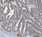 GluD1/GluD2 Antibody in Immunohistochemistry (Paraffin) (IHC (P))