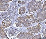 GluD1/GluD2 Antibody in Immunohistochemistry (Paraffin) (IHC (P))