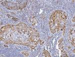 GluD1/GluD2 Antibody in Immunohistochemistry (Paraffin) (IHC (P))