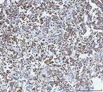 GluD1/GluD2 Antibody in Immunohistochemistry (Paraffin) (IHC (P))