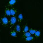 NPC1L1 Antibody in Immunocytochemistry (ICC/IF)