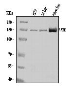 NPC1L1 Antibody in Western Blot (WB)