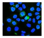 CALM Antibody in Immunocytochemistry (ICC/IF)