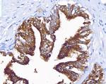 Prostate Specific Acid Phosphatase Antibody in Immunohistochemistry (Paraffin) (IHC (P))