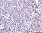 Prostate Specific Acid Phosphatase Antibody in Immunohistochemistry (Paraffin) (IHC (P))