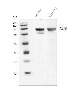 DUOX2 Antibody in Western Blot (WB)