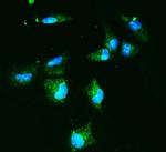 GLUT9 Antibody in Immunocytochemistry (ICC/IF)