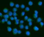 PDGF-AA Antibody in Immunocytochemistry (ICC/IF)