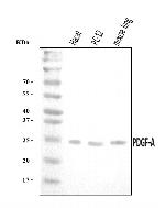 PDGF-AA Antibody in Western Blot (WB)