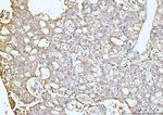 GNB3 Antibody in Immunohistochemistry (Paraffin) (IHC (P))