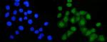 B-Myb Antibody in Immunocytochemistry (ICC/IF)