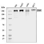 CDK5RAP2 Antibody in Western Blot (WB)