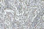 GADD45B Antibody in Immunohistochemistry (Paraffin) (IHC (P))