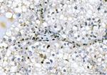 GADD45B Antibody in Immunohistochemistry (Paraffin) (IHC (P))