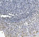 GADD45B Antibody in Immunohistochemistry (Paraffin) (IHC (P))