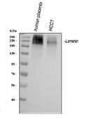 Laminin Antibody in Western Blot (WB)