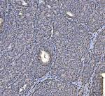 hnRNP U Antibody in Immunohistochemistry (Paraffin) (IHC (P))