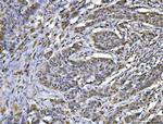 hnRNP U Antibody in Immunohistochemistry (Paraffin) (IHC (P))