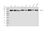 hnRNP U Antibody in Western Blot (WB)