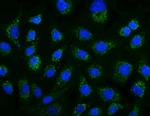 UGT1A3 Antibody in Immunocytochemistry (ICC/IF)