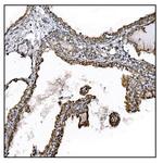 UGT1A3 Antibody in Immunohistochemistry (Paraffin) (IHC (P))