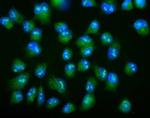 Galectin 2 Antibody in Immunocytochemistry (ICC/IF)