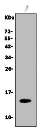 Galectin 2 Antibody in Western Blot (WB)