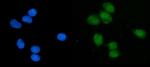 eIF1 Antibody in Immunocytochemistry (ICC/IF)