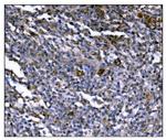 ERAP2 Antibody in Immunohistochemistry (Paraffin) (IHC (P))