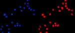 KIF4A/KIF4B Antibody in Immunocytochemistry (ICC/IF)