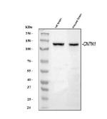 Contactin 1 Antibody in Western Blot (WB)