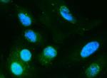 DIO1 Antibody in Immunocytochemistry (ICC/IF)