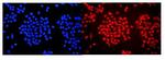 WAC Antibody in Immunocytochemistry (ICC/IF)