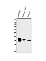 AKR1D1 Antibody in Western Blot (WB)