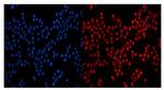 gp210 Antibody in Immunocytochemistry (ICC/IF)