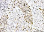 gp210 Antibody in Immunohistochemistry (Paraffin) (IHC (P))