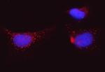 Bi-1 Antibody in Immunocytochemistry (ICC/IF)